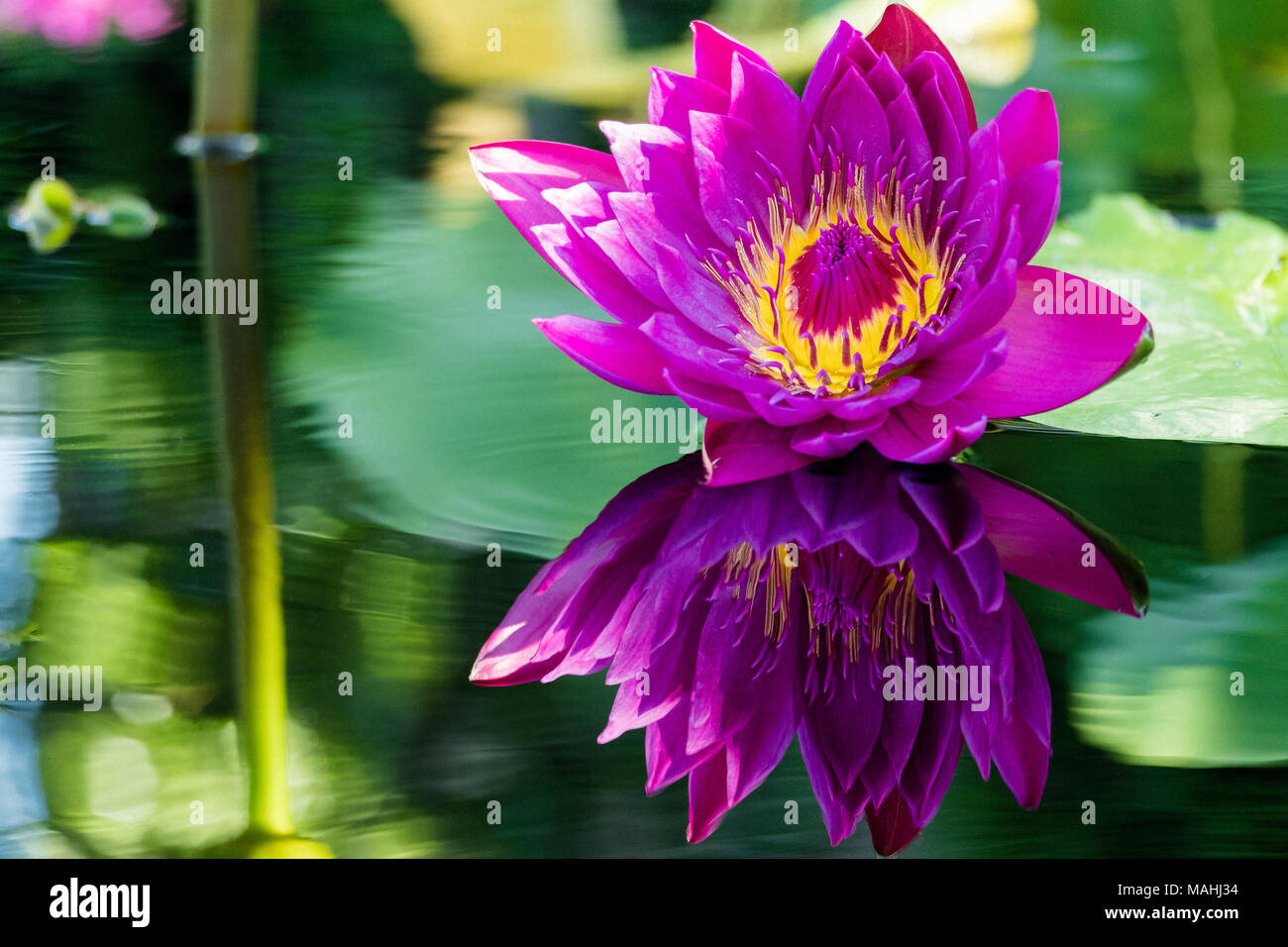 A bright pink water lily and it's reflection Stock Photo - Alamy