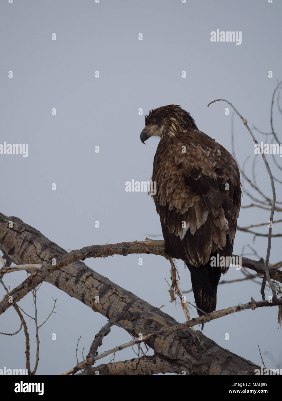 Juvenile bald eagle with mottled brown feathers perched on a bare tree