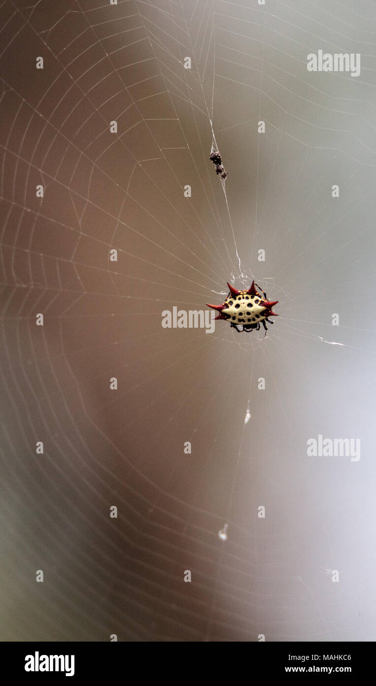 Female Red White And Black Spiny Orb Weaver Spider Gasteracantha
