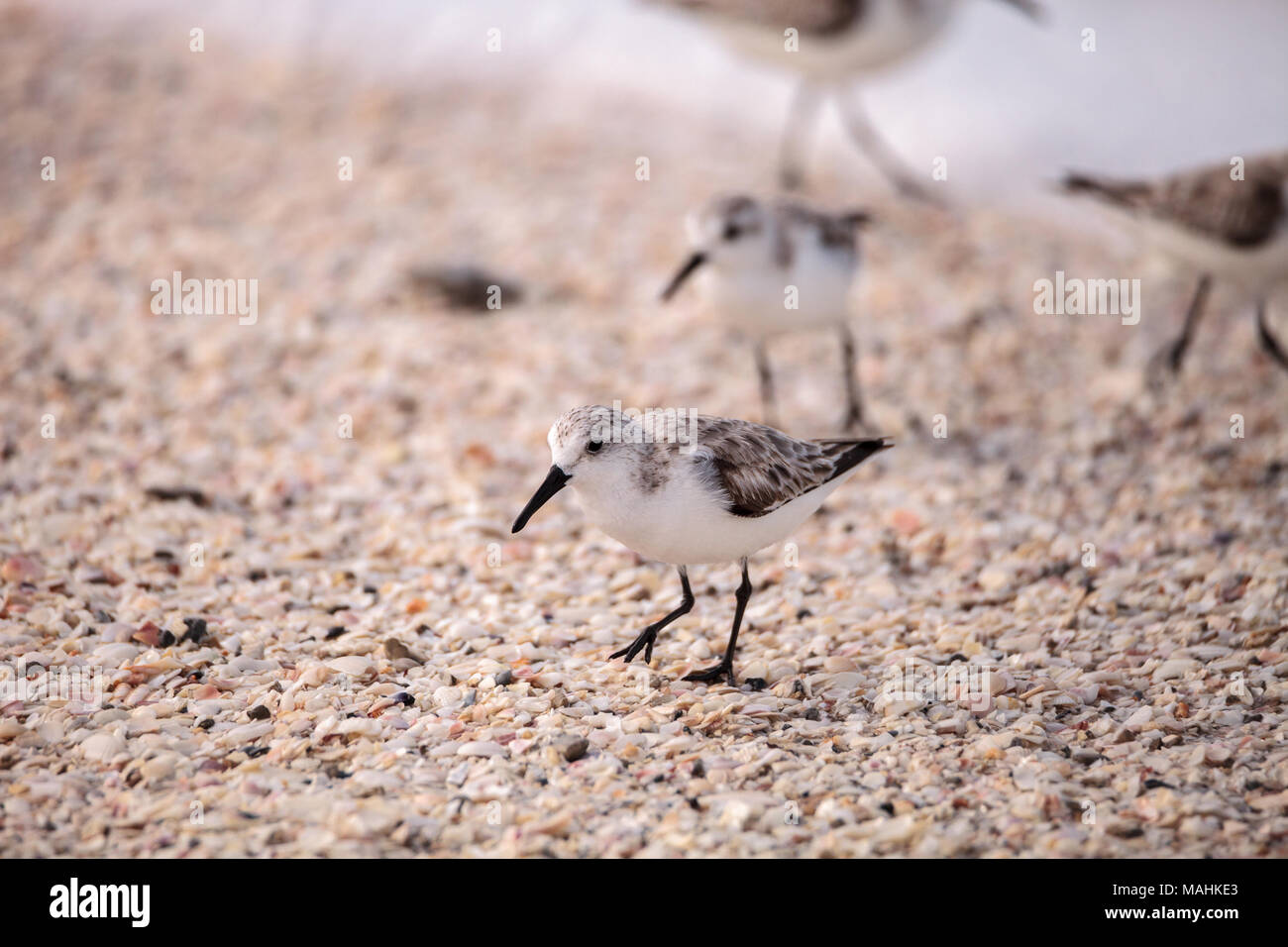 Western Sandpiper shorebirds Calidris mauri  forage along the ocean shore for food at Barefoot Beach in Bonita Springs, Florida Stock Photo