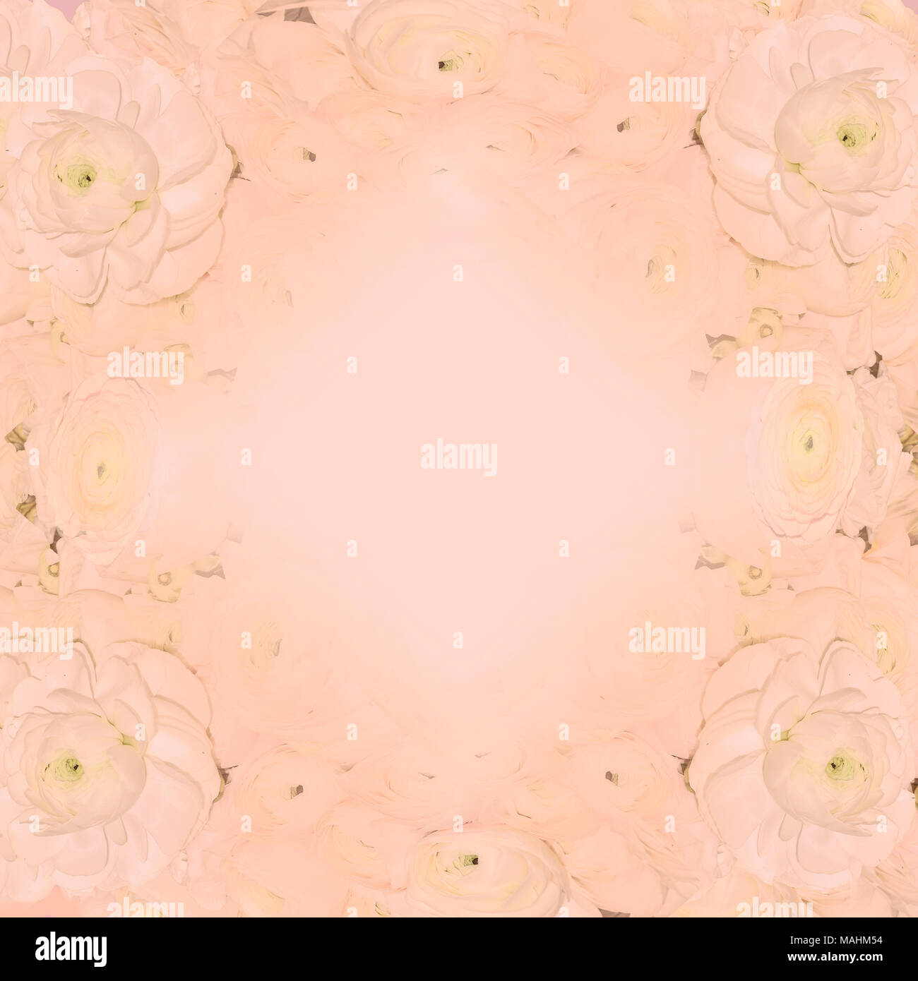 Delicate pastel creamy-pink festive floral frame with pale pink ranunculus flowers - soft spring or summer blurred, toned background with space for te Stock Photo