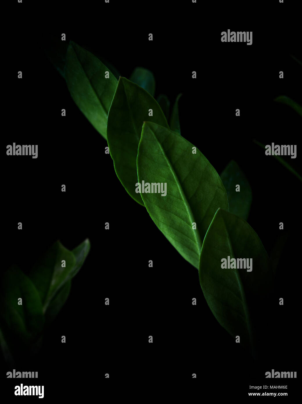 Ficus macro leaves inside the black background Stock Photo