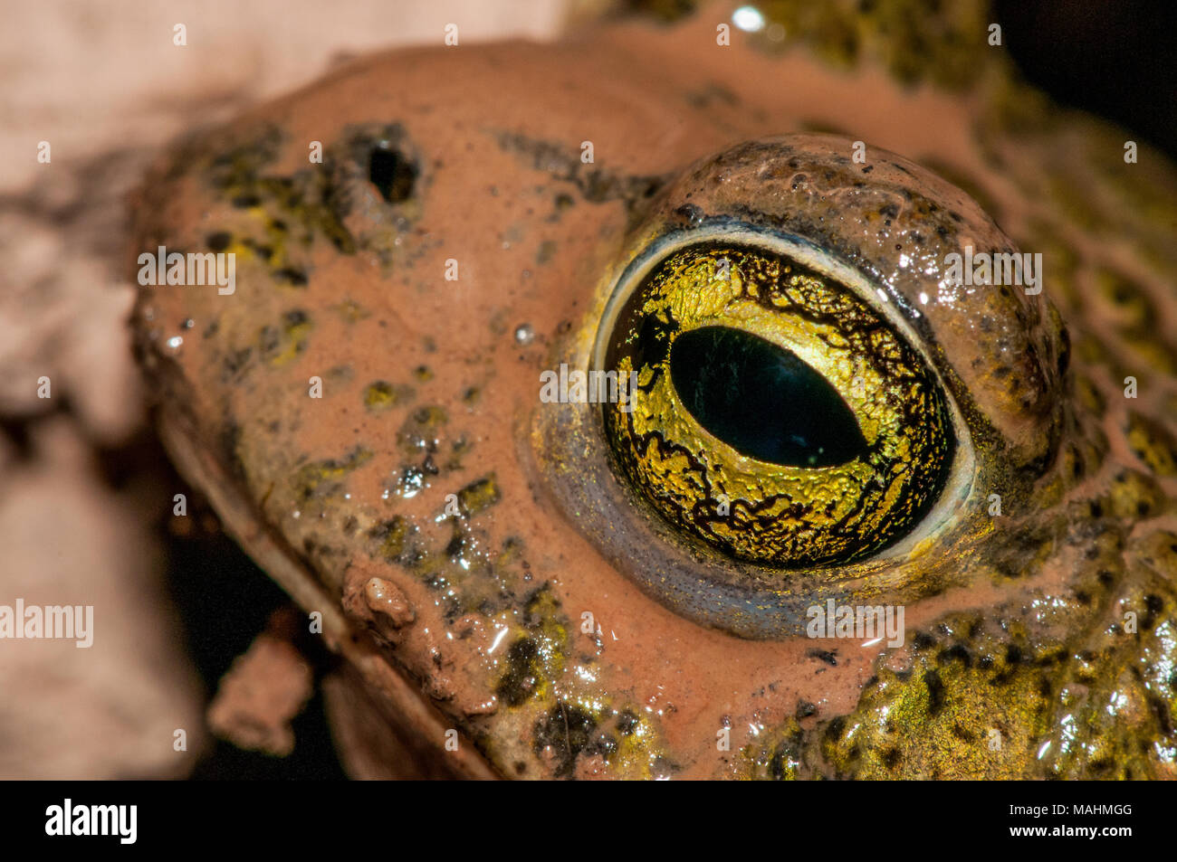 common toad, bufo bufo, Catalonia, Spain Stock Photo