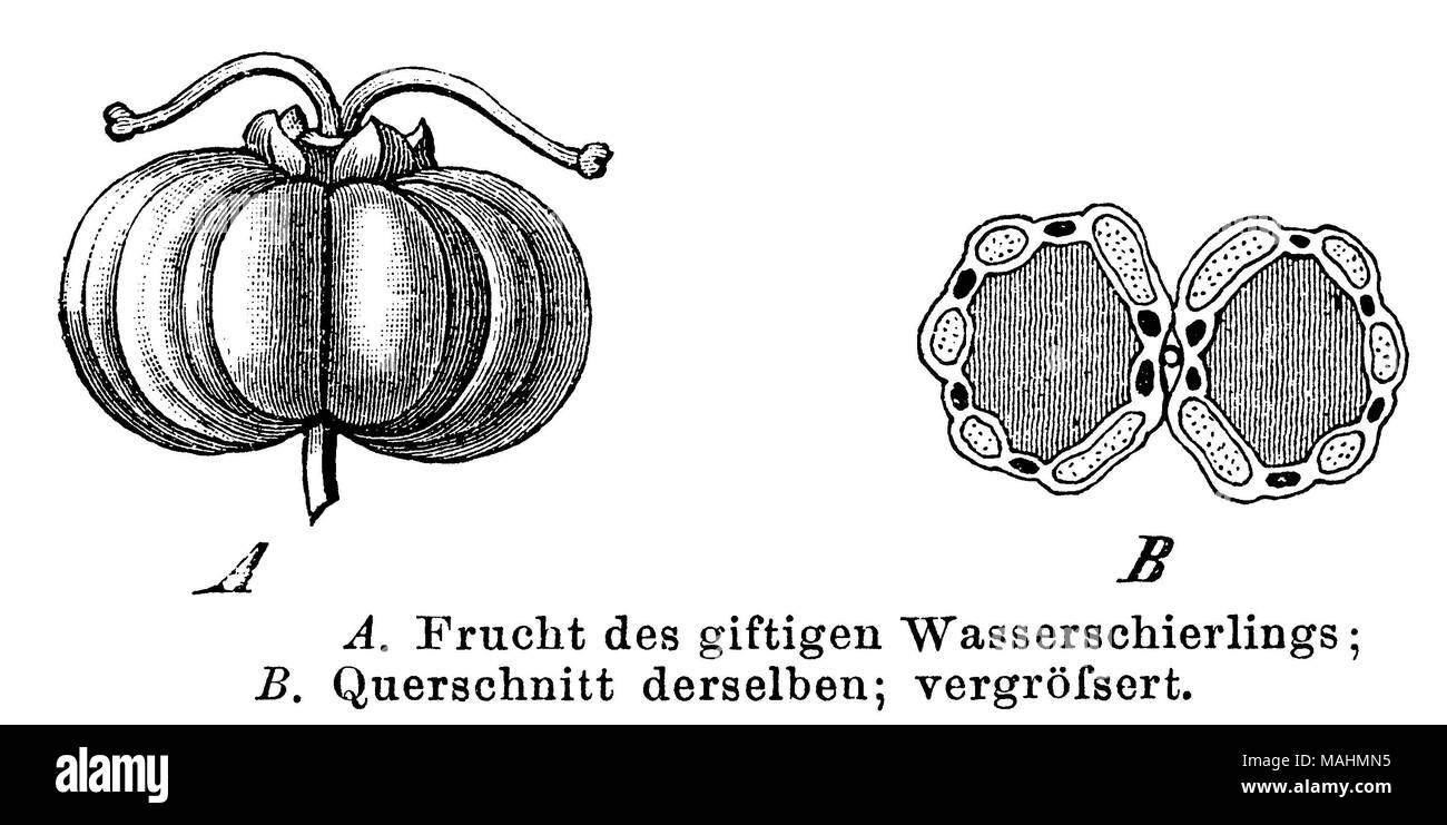 Cowbane or Northern Water Hemlock <Cicuta virosa> fruit, anonym  1892 Stock Photo