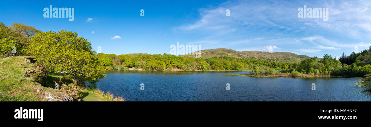 Llyn Tecwyn Isaf, a natural lake in the hills near Harlech, North Wales. Spring sunshine on the greenery around the lake. Stock Photo