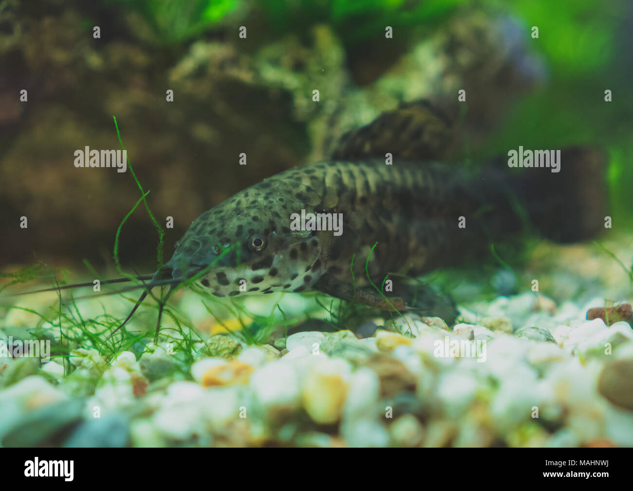 Freshwater catfish in home aquarium. Corydoras paleatus Stock Photo Alamy