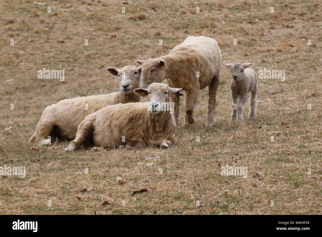 A group of ewes with a newborn lamb in Springtime in a field on a farm Stock Photo