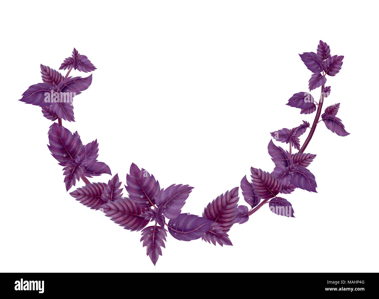 Semicircle wreath of basil branches Stock Photo