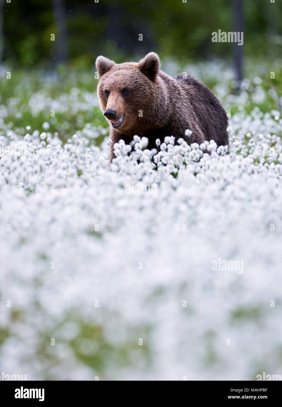 Brown bear lying among the cotton grass in the finnish taiga Stock