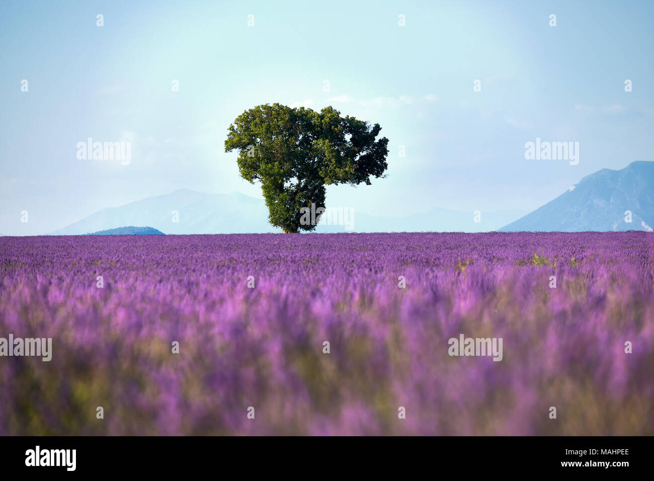 lonely tree in the middle of a field full of flowers of lavender Stock Photo