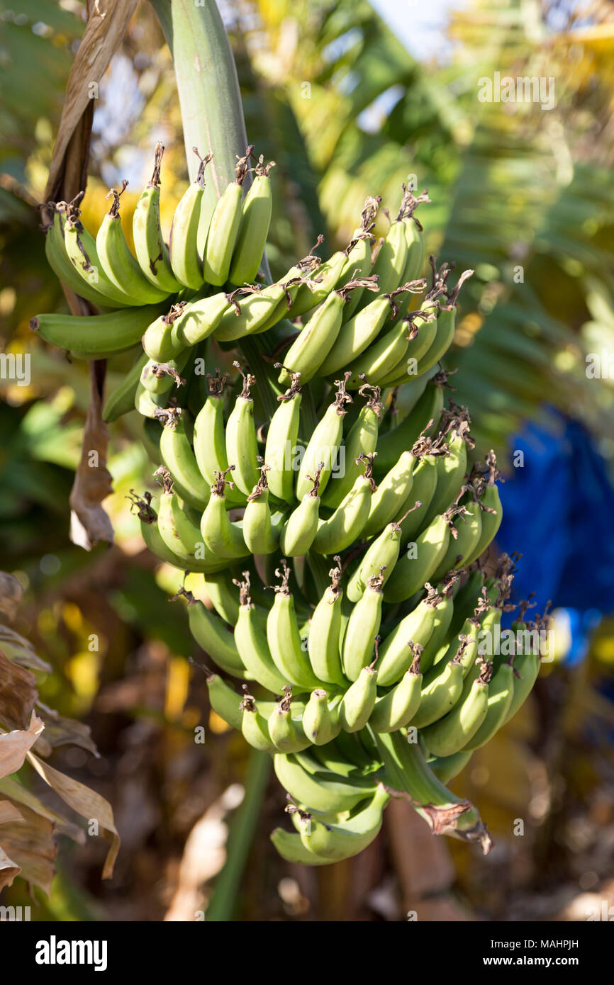 Cyprus, bunch of bananas growing in a banana grove. Stock Photo