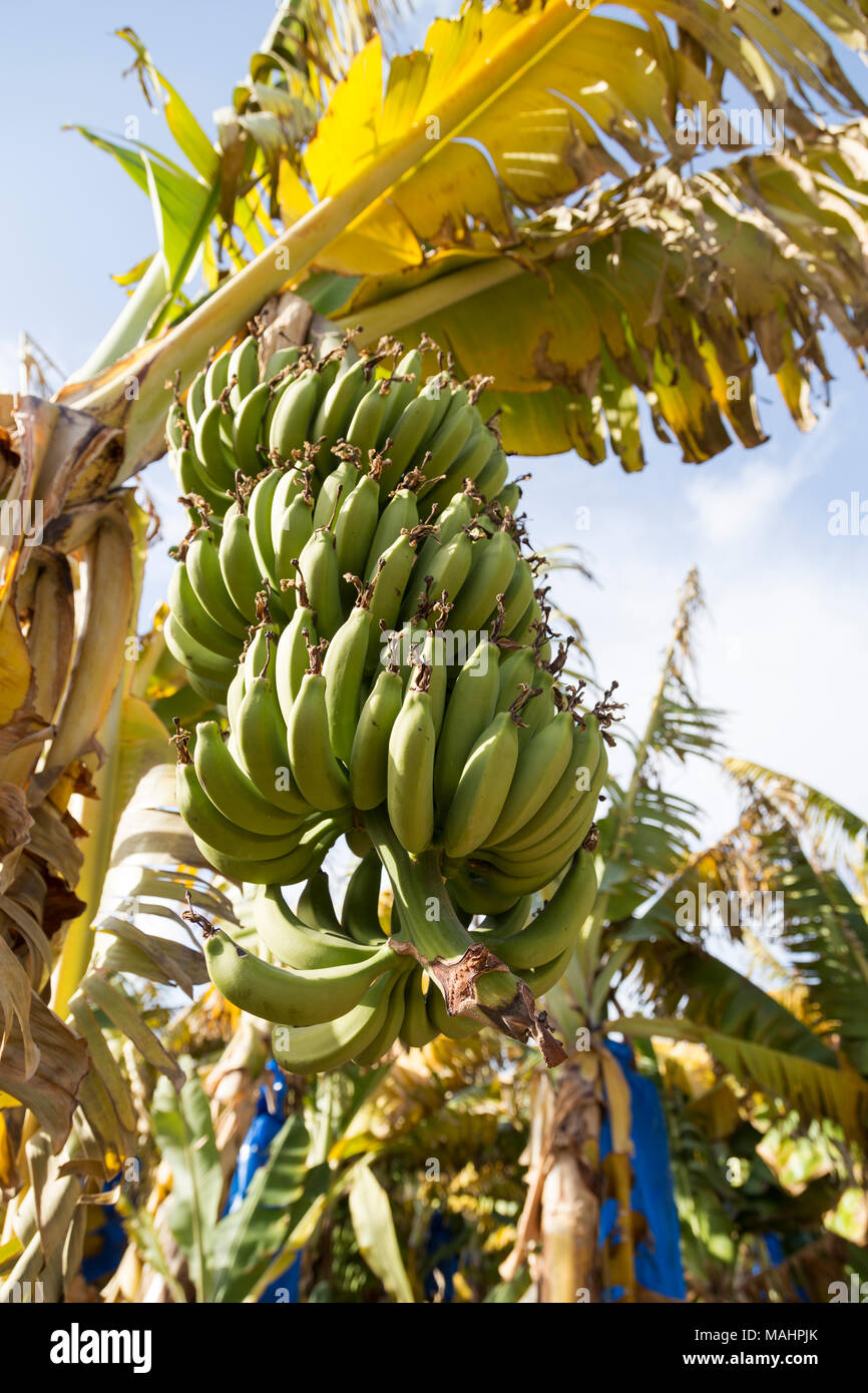 Cyprus, bunch of bananas growing in a banana grove Stock Photo Alamy