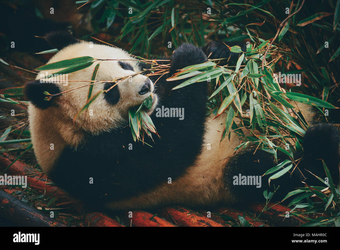 The giant panda breeding center in Chengdu, China Stock Photo