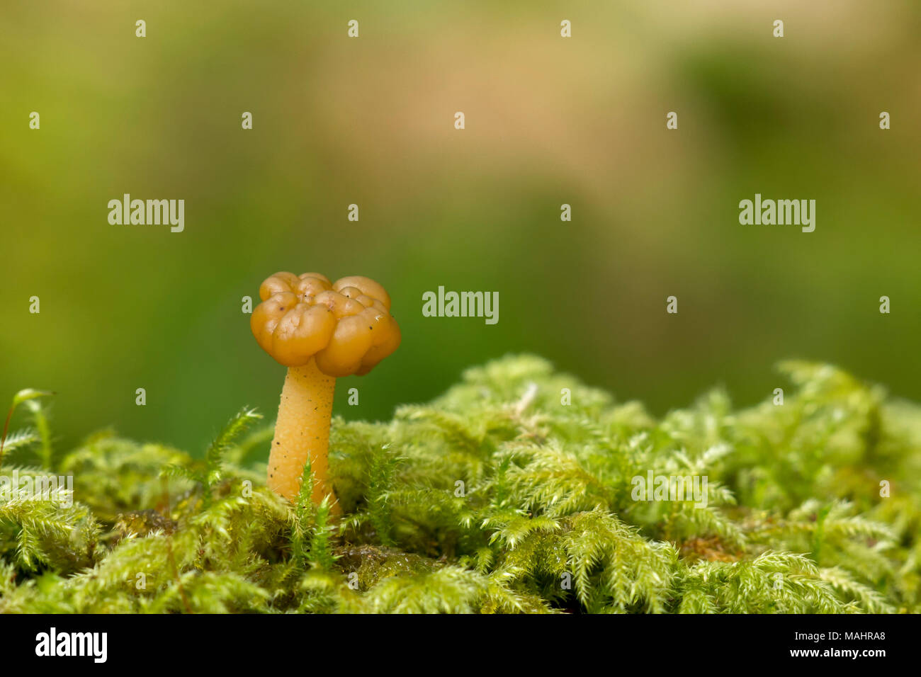 Jelly Baby fungus (Leotia lubrica) growing from moss in woodland.Tipperary, Ireland Stock Photo