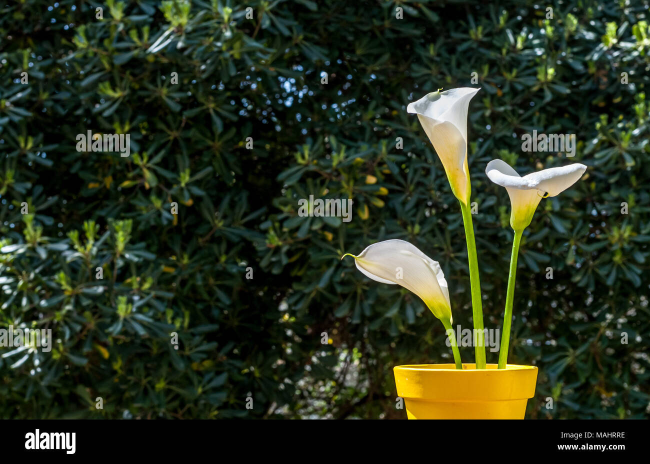 Closeup of three white calla lillies in a garden in a sunny day of spring Stock Photo