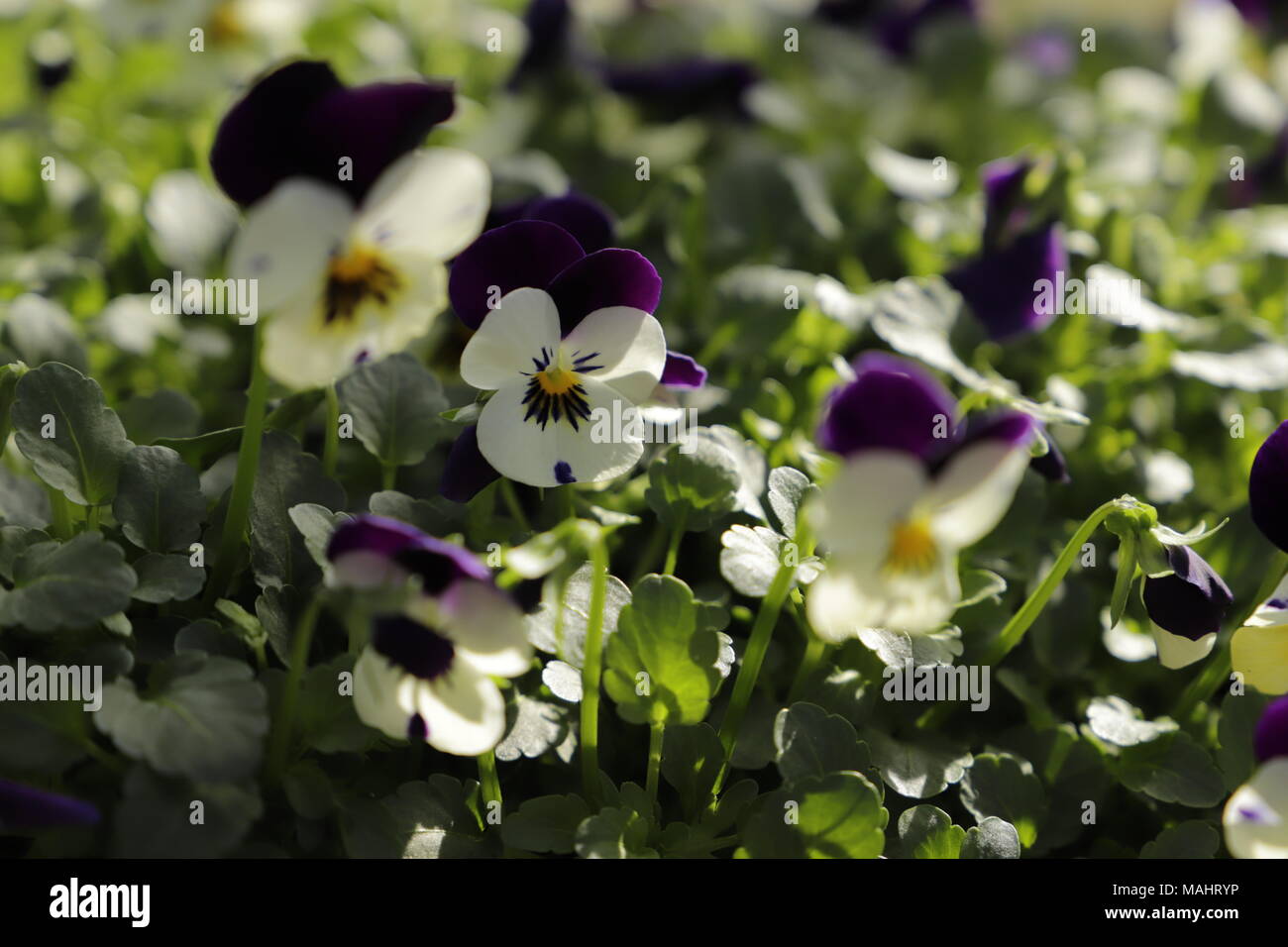 Viola tricolor a little kind of viola blooming in the spring Stock