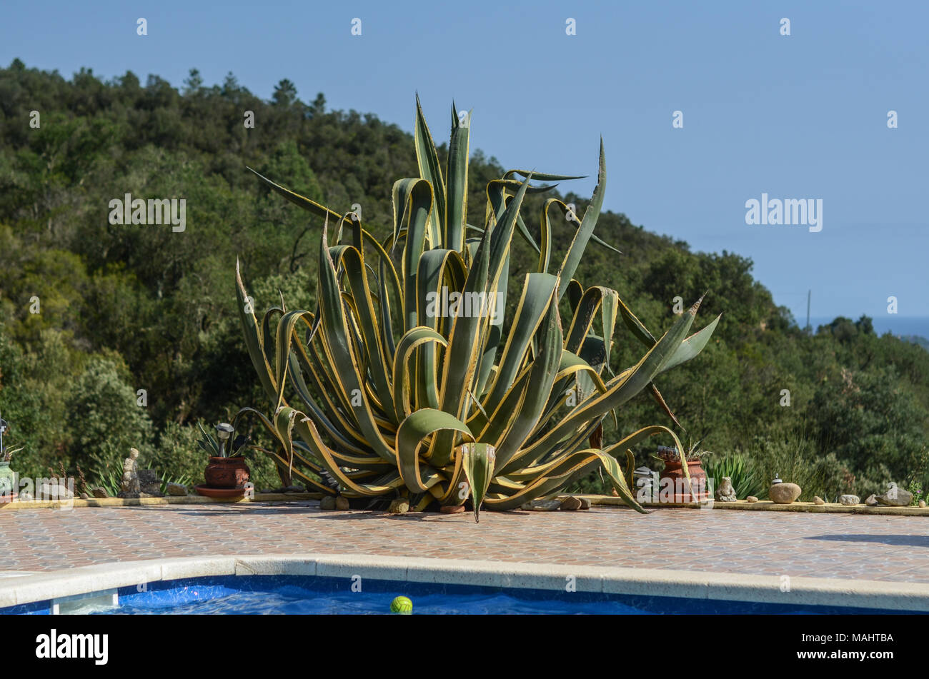 Spanish flowers and pot plants in a garden high up in the Girona hills