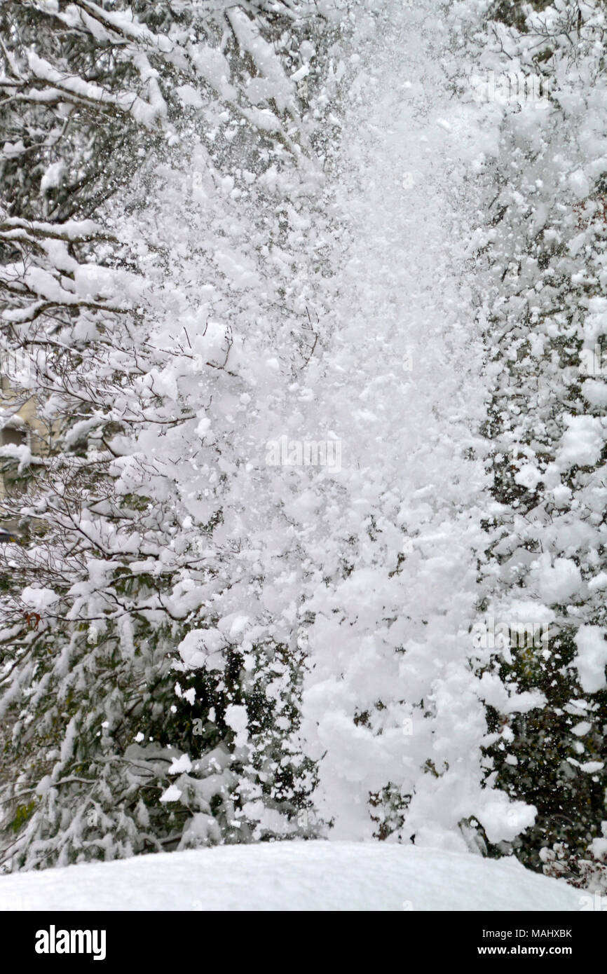 An explosion of snow cascades off the tangled branches of a denuded