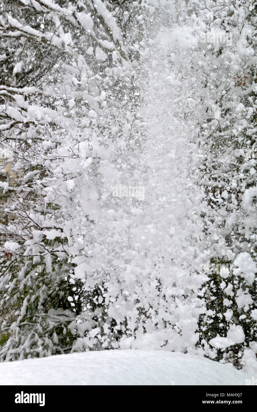 An explosion of snow cascades off the tangled branches of a denuded