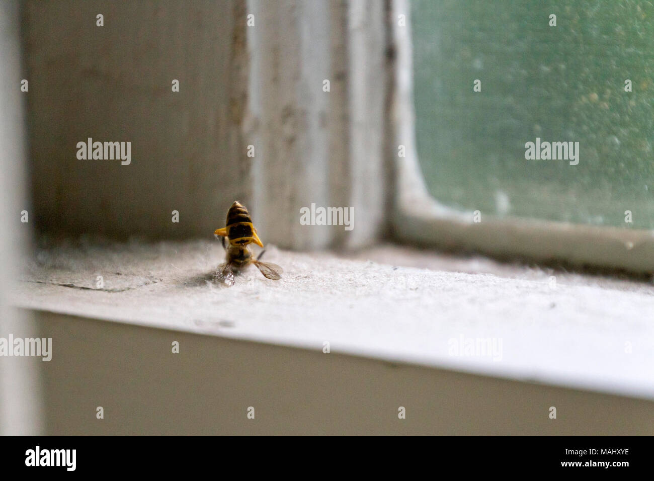 A yellow jacket hornet lies dead and broken on an old windowsill Stock Photo