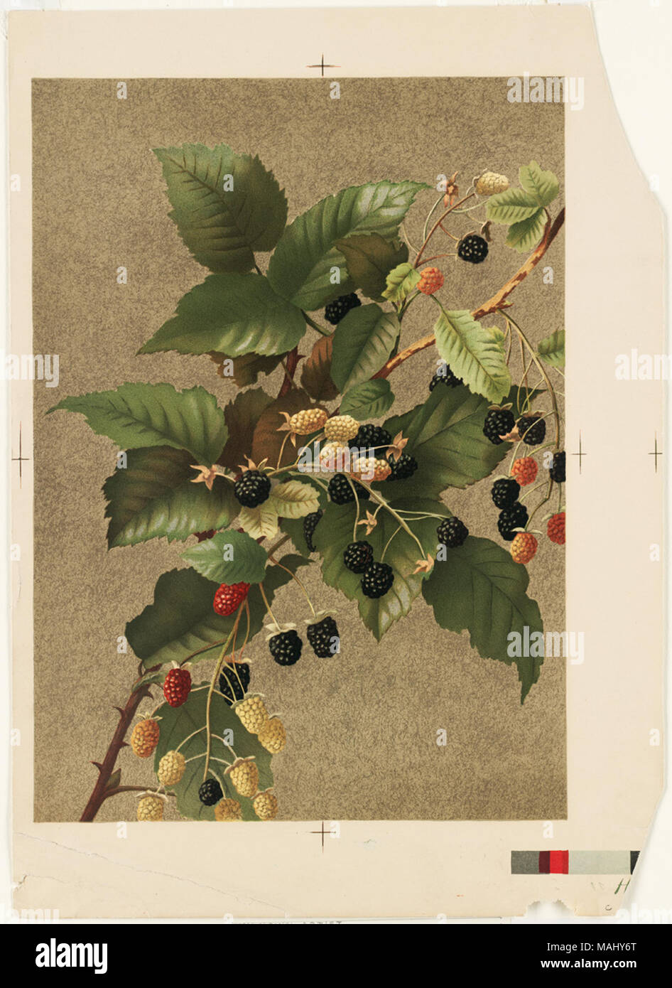 07 11 000442a Title Blackberries Creator/Contributor Fisher, Ellen T. (artist); L. Prang & Co