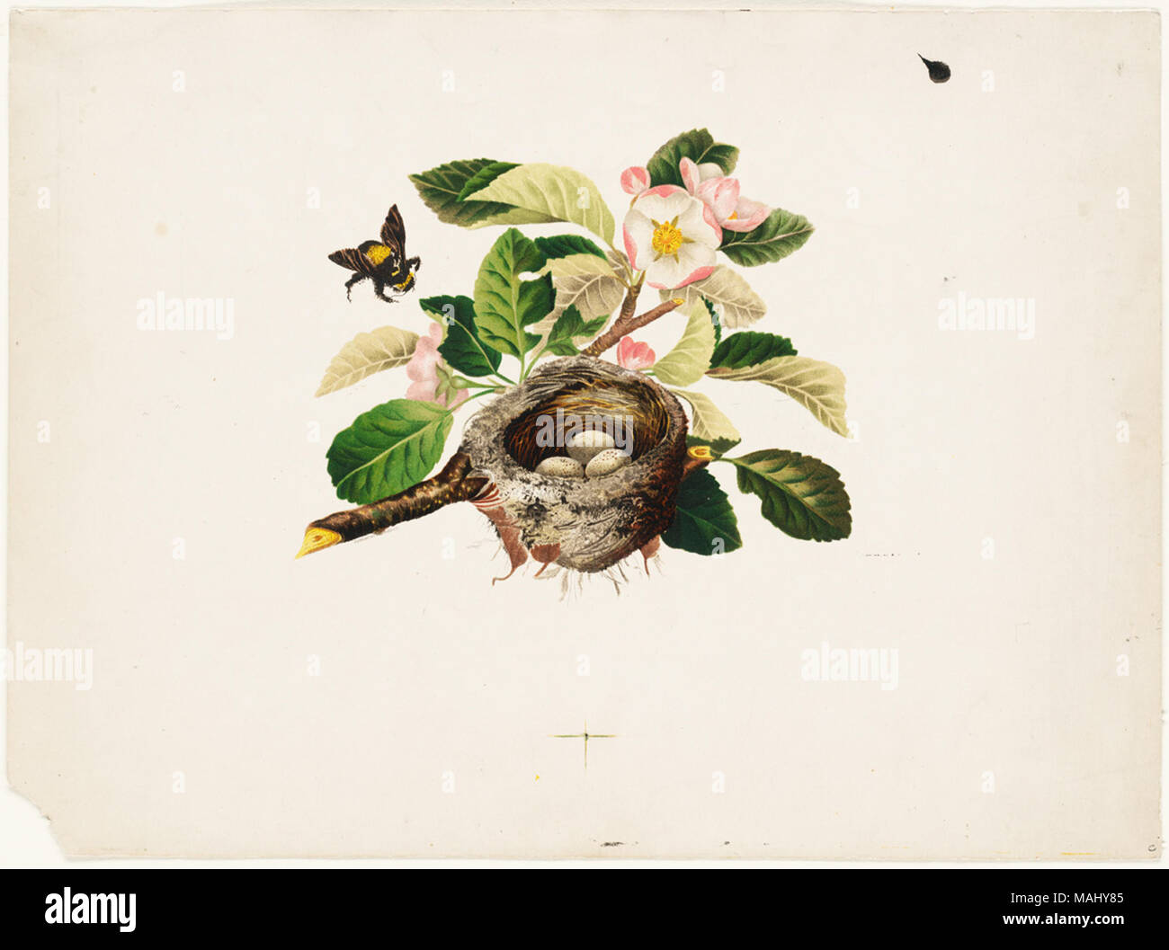07-11-000491-title-bumblebee-blossom-and-bird-s-nest-creator