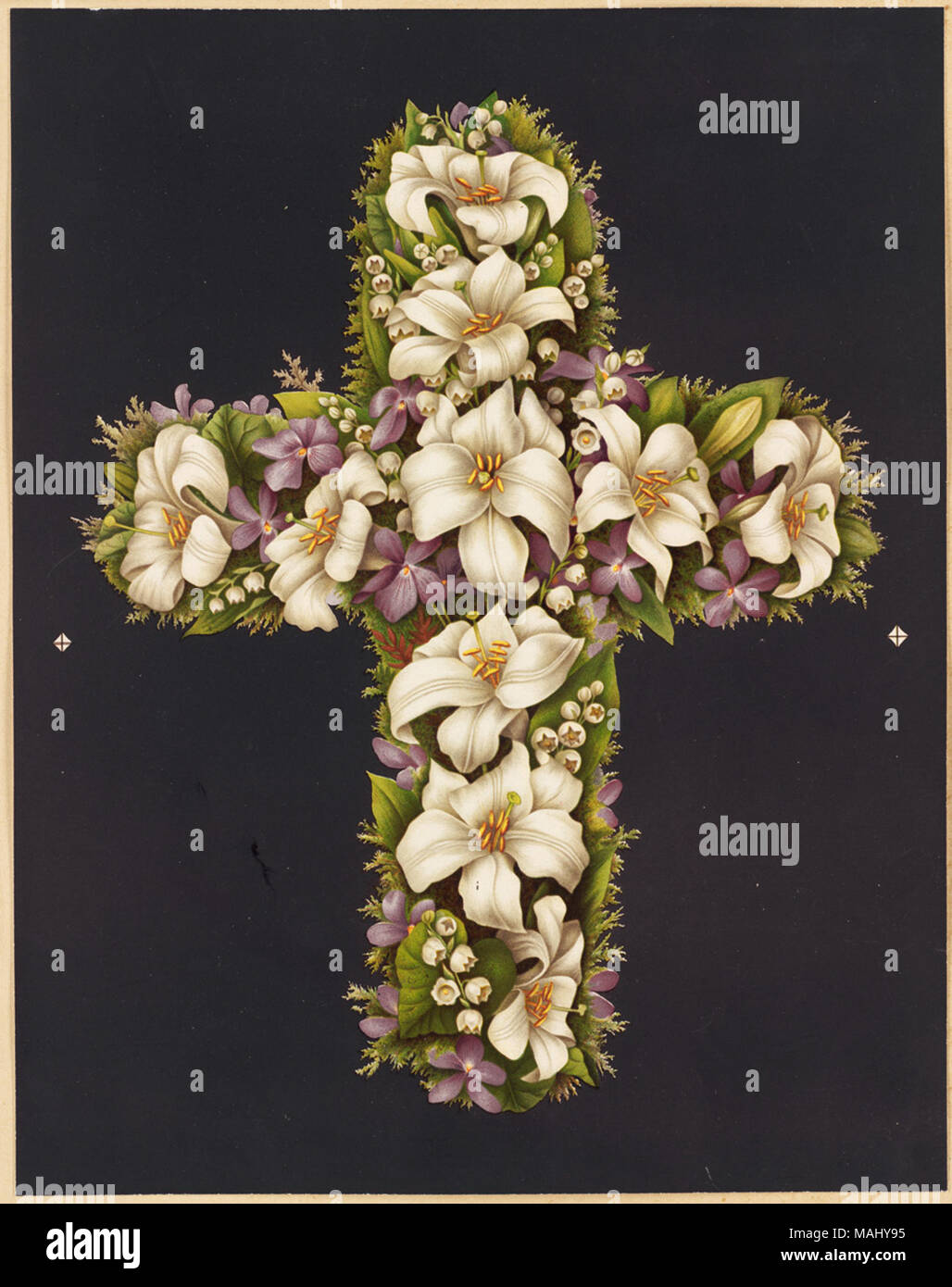 07 11 000537 Title: Easter Lily Cross Creator/Contributor: Whitney, Olive E. (artist); L. Prang & Co. (publisher) Date issued: 1861-1897 (approximate)  Physical description note: Genre: Chromolithographs; Still life prints Location: Boston Public Library,    on 2011-08-07: Camera: Sinar AG Sinarback 54 FW, Sinar m Stock Photo