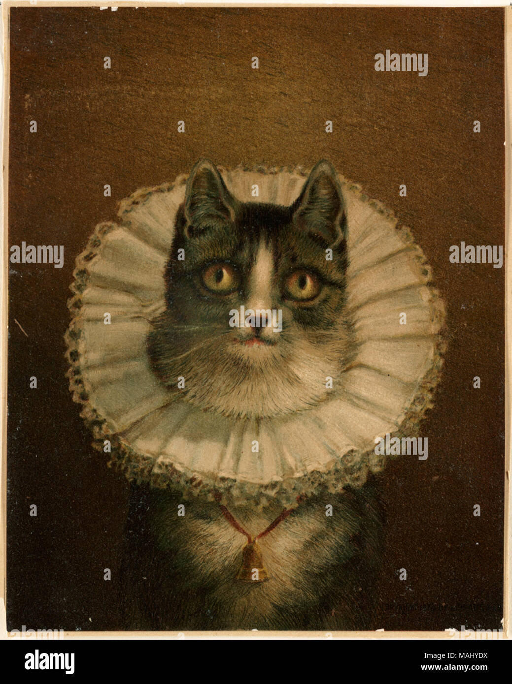 .  English: Shows cat wearing Elizabethan/17-century lace ruff collar. File name: 07 11 000711 Title: The Widow Date issued: 1861-1897 (approximate) Physical description note: Genre: Chromolithographs Location: Boston Public Library,    on 2011-08-07: Camera: Sinar AG Sinarback 54 FW, Sinar m       . 1861-1897 (approximate date of lithograph); Flickr loaded: 2008-07-23 15:08:40 Stock Photo
