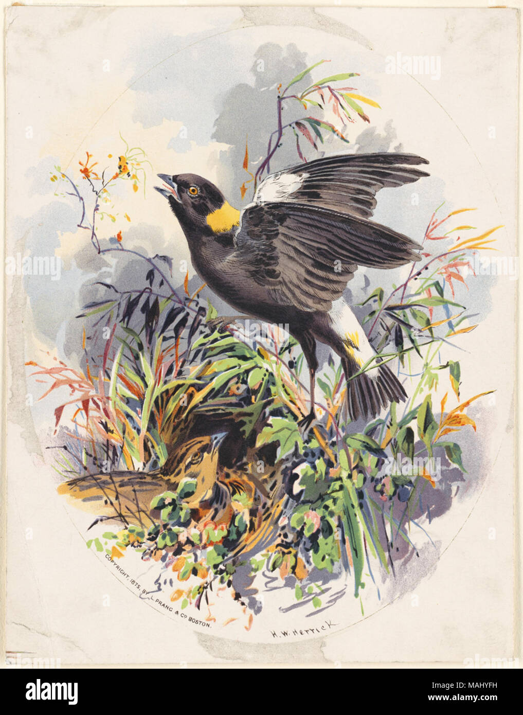 07 11 000766 Title: Bird Family in Nest Among Grasses Creator/Contributor: Herrick, Henry Walker, 1824-1906 (artist); L. Prang & Co. (publisher) Date issued:  1875 Physical description note: Genre: Chromolithographs Location: Boston Public Library,    on 2011-08-06: Camera: Sinar AG Sinarback 54 FW, Sinar m Stock Photo