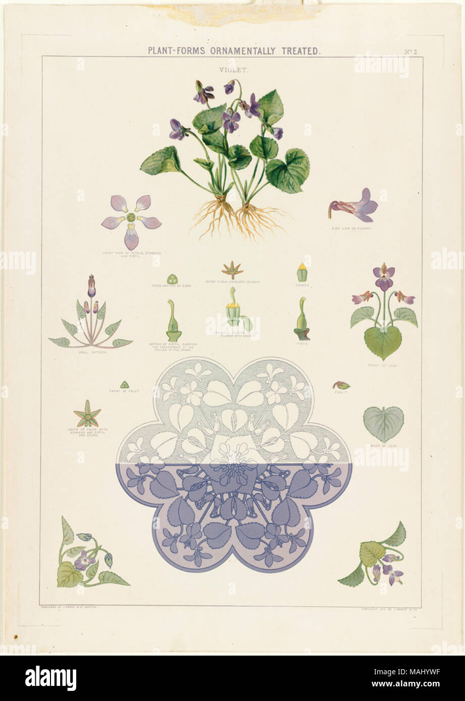 File name: 07 11 001016 Title: Plant-Forms Ornamentally