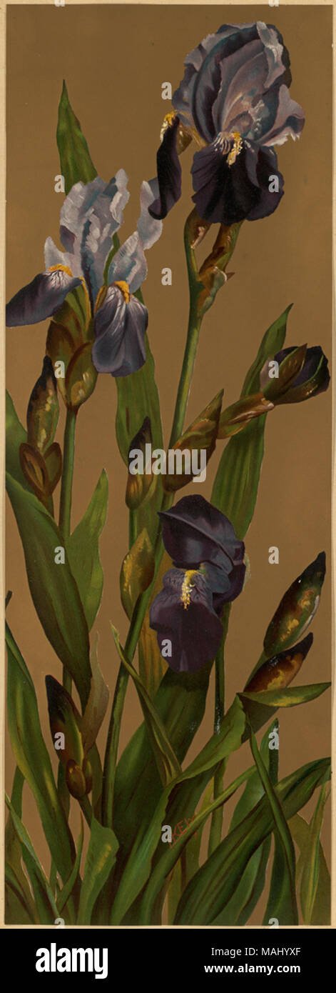 File name: 07 11 001043 Title: Irises Creator/Contributor: Ely, H. K. (artist); L. Prang & Co. (publisher) Date issued: 1861-1897 (approximate)  Physical description note: Genre: Chromolithographs; Still life prints Location: Boston Public Library,    on 2011-08-05: Camera: Sinar AG Sinarback 54 FW, Sinar m Stock Photo