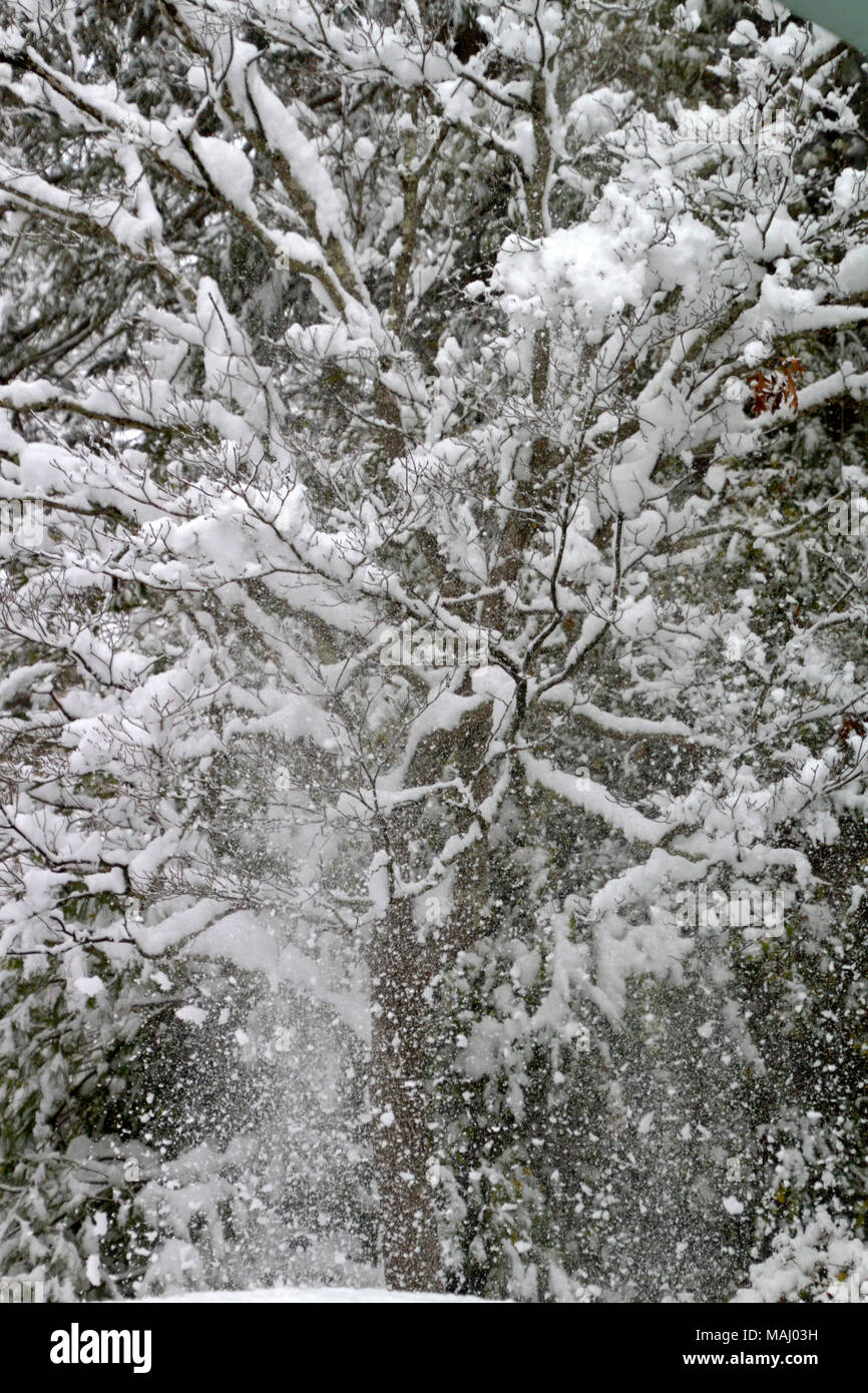 An explosion of snow cascades off the tangled branches of a denuded