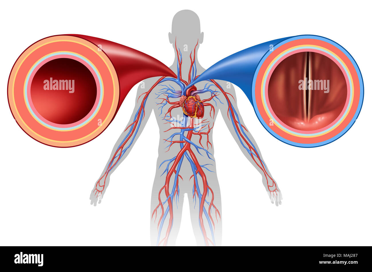 Artery and vein structure as a human circulation concept with blood vessels close up in a 3D illustration style. Stock Photo