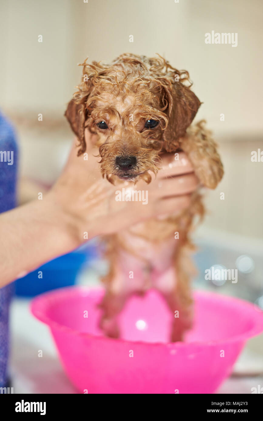 Wet brown puppy dog taking shower. Cleaning dog service Stock Photo