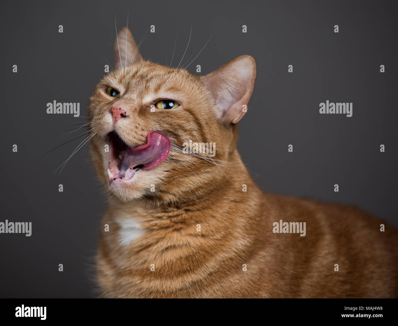Ginger Cat posing against a studio backdrop Stock Photo