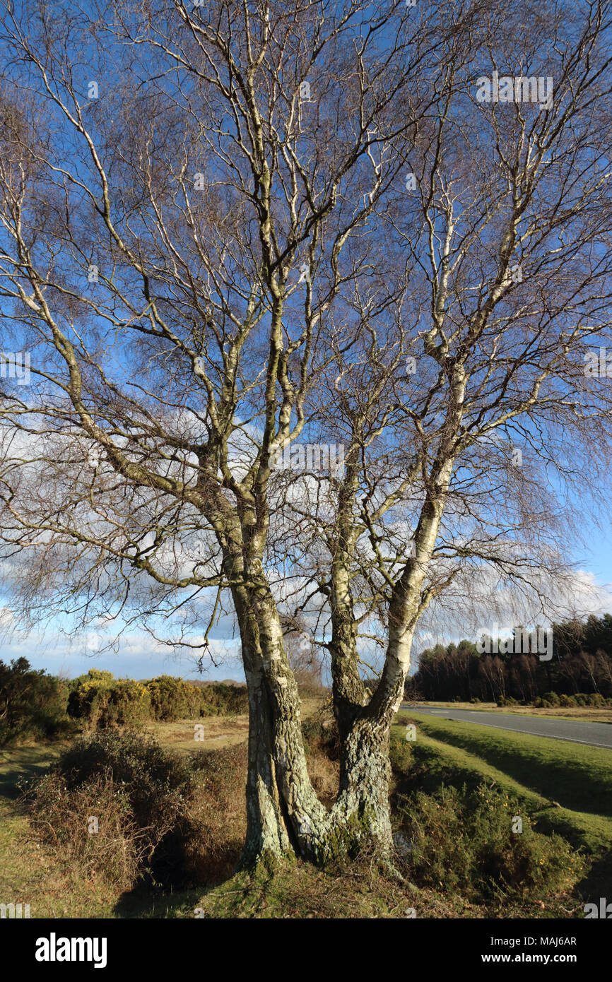 New forest landscape hampshire hi-res stock photography and images - Alamy