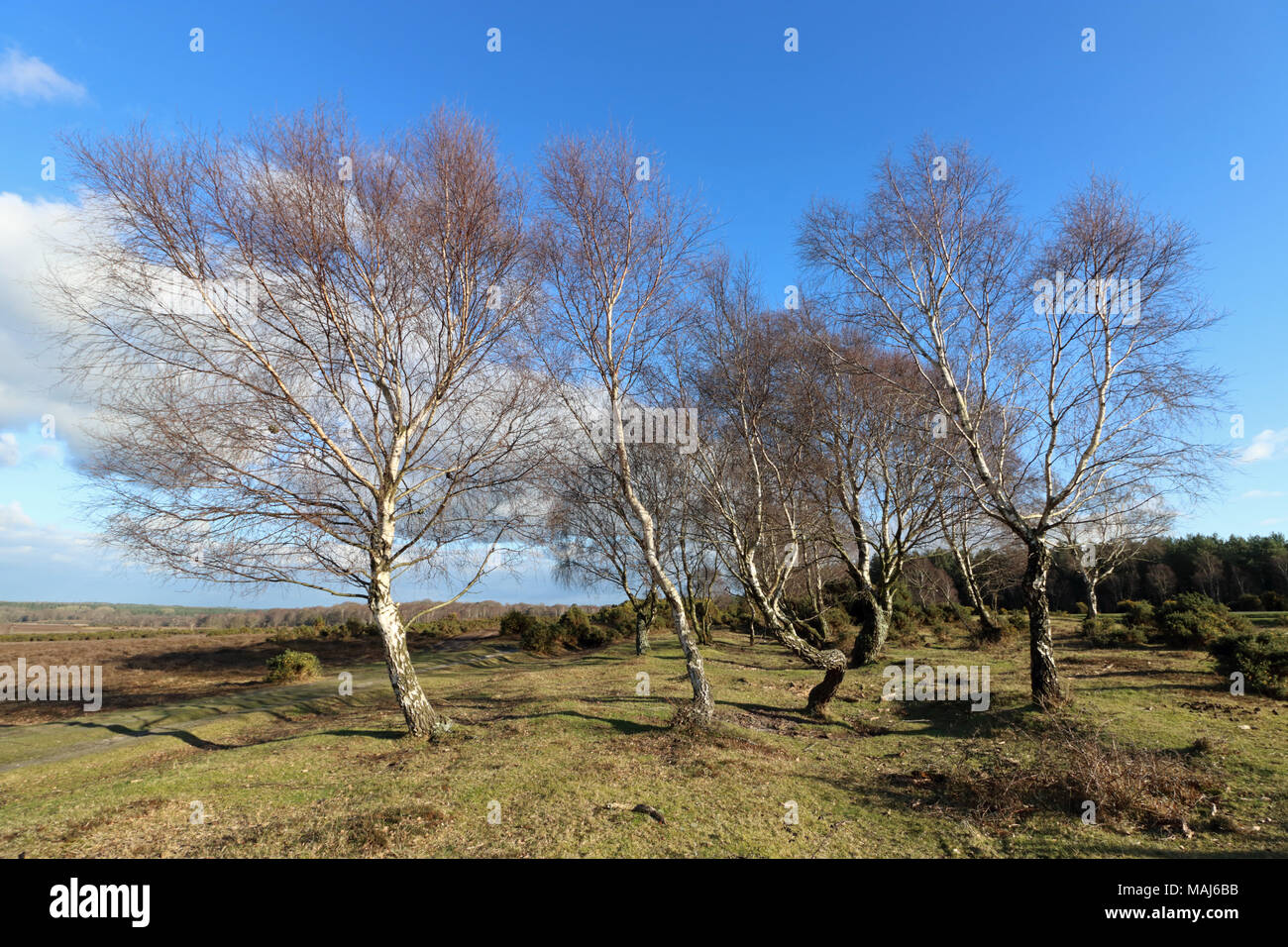 New forest landscape hampshire hi-res stock photography and images - Alamy