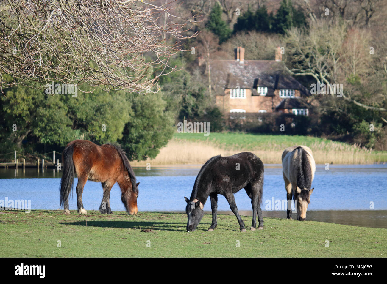 New Forest Ponies in Beaulieu Village, Hampshire, England, UK. Stock Photo