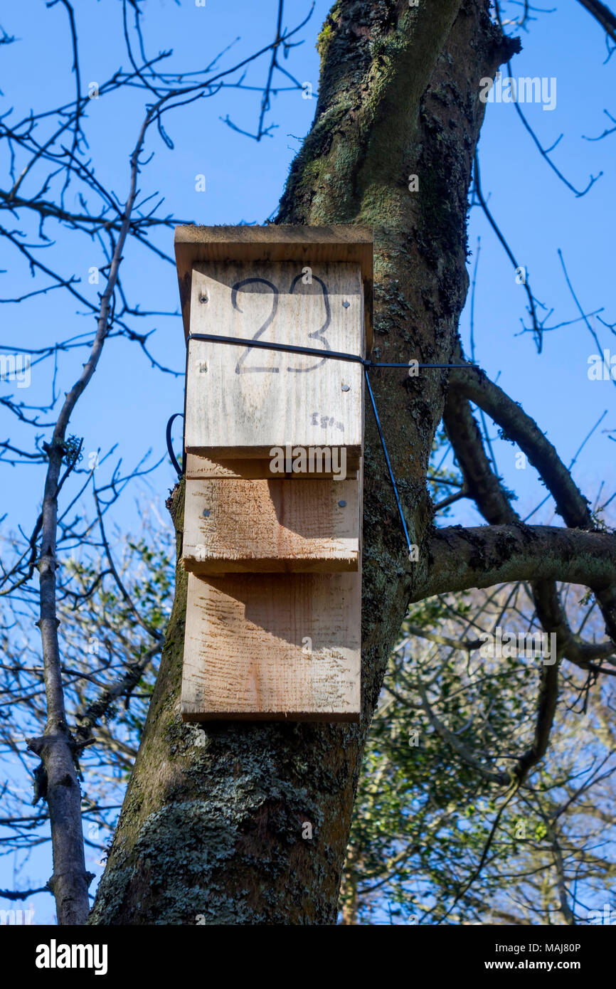 A wooden bat box mounted on a tree at Ravenscar Peakside North