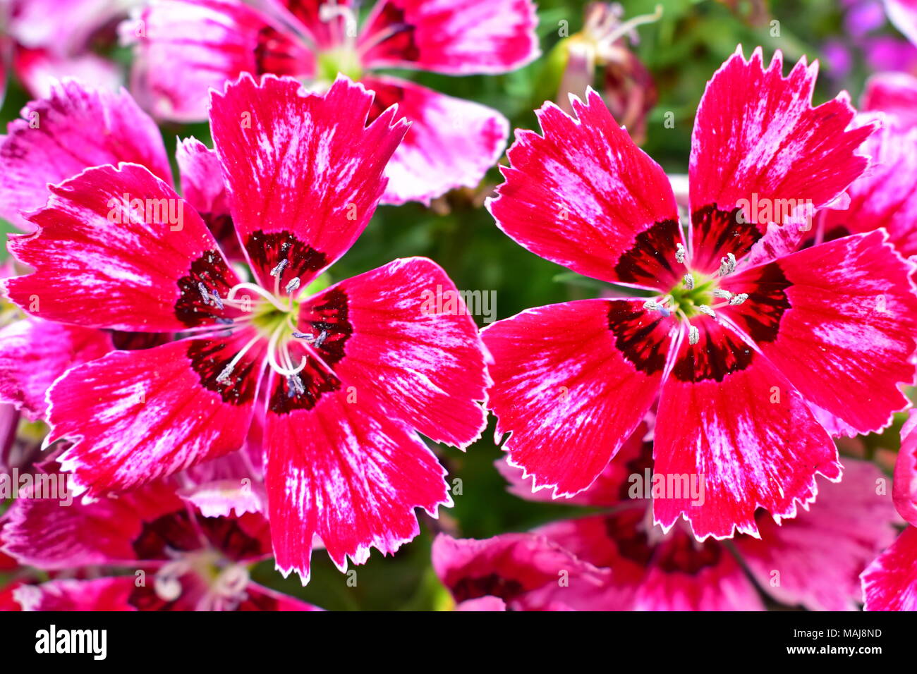 Close up of two magenta Dianthus flowers. Stock Photo