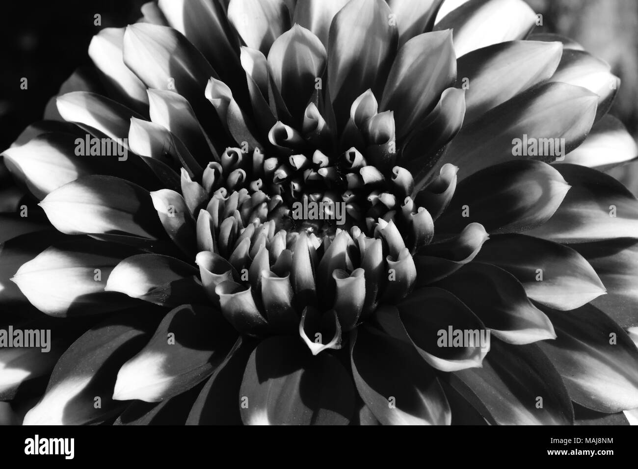 Dahlia head closeup Black and White Stock Photos & Images - Alamy