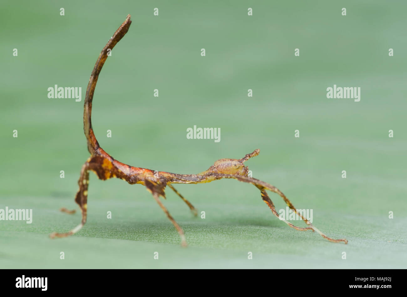 walking stick insects nymph. Phyllium sp , selangor malaysia Stock
