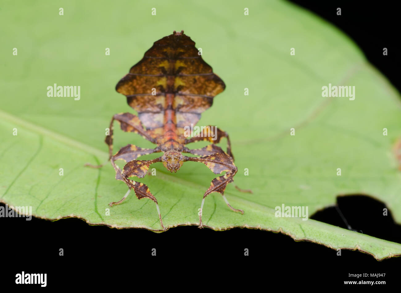 walking stick insects nymph. Phyllium sp , selangor malaysia Stock