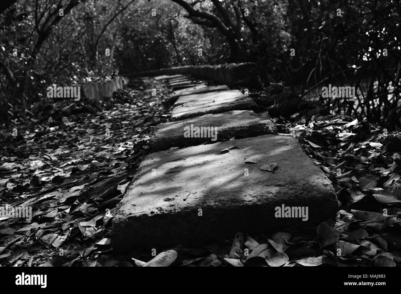 A lonely footpath through the mangrove forest in monochrome. Stock Photo