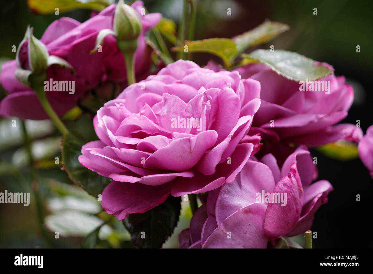 Roses pink rose hi-res stock photography and images - Alamy