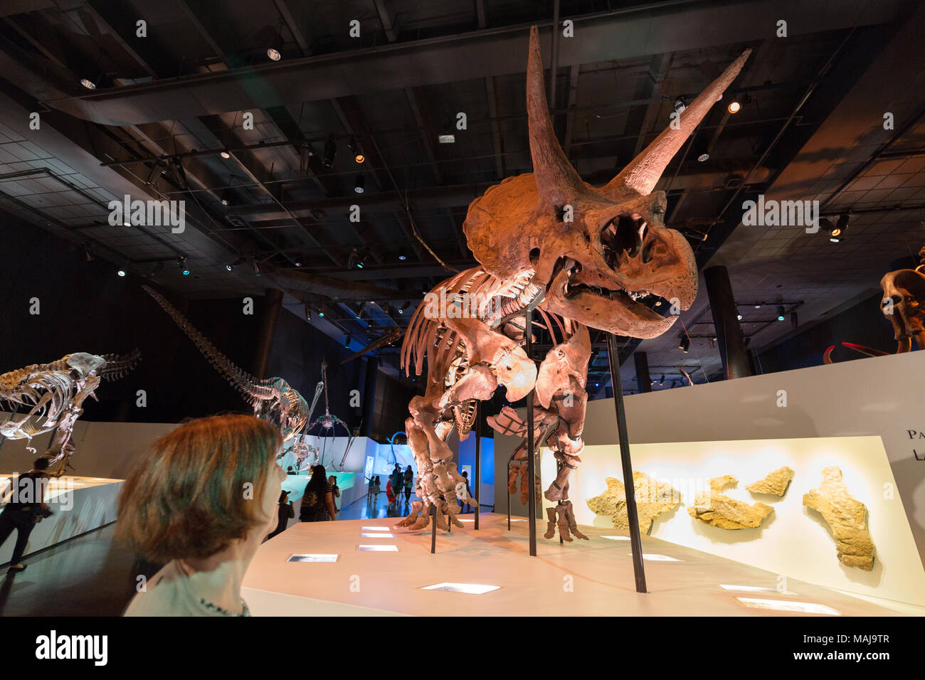 Woman  looking at a triceratops dinosaur skeleton fossil in an american dinosaur museum, United States of America Stock Photo