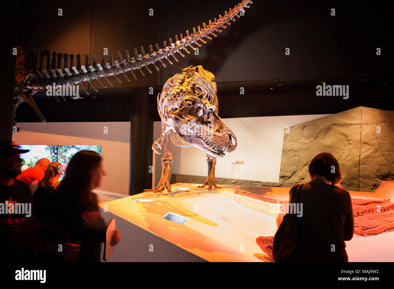 People looking at dinosaur fossils, Houston Museum of Natural Science, Houston Texas USA Stock Photo