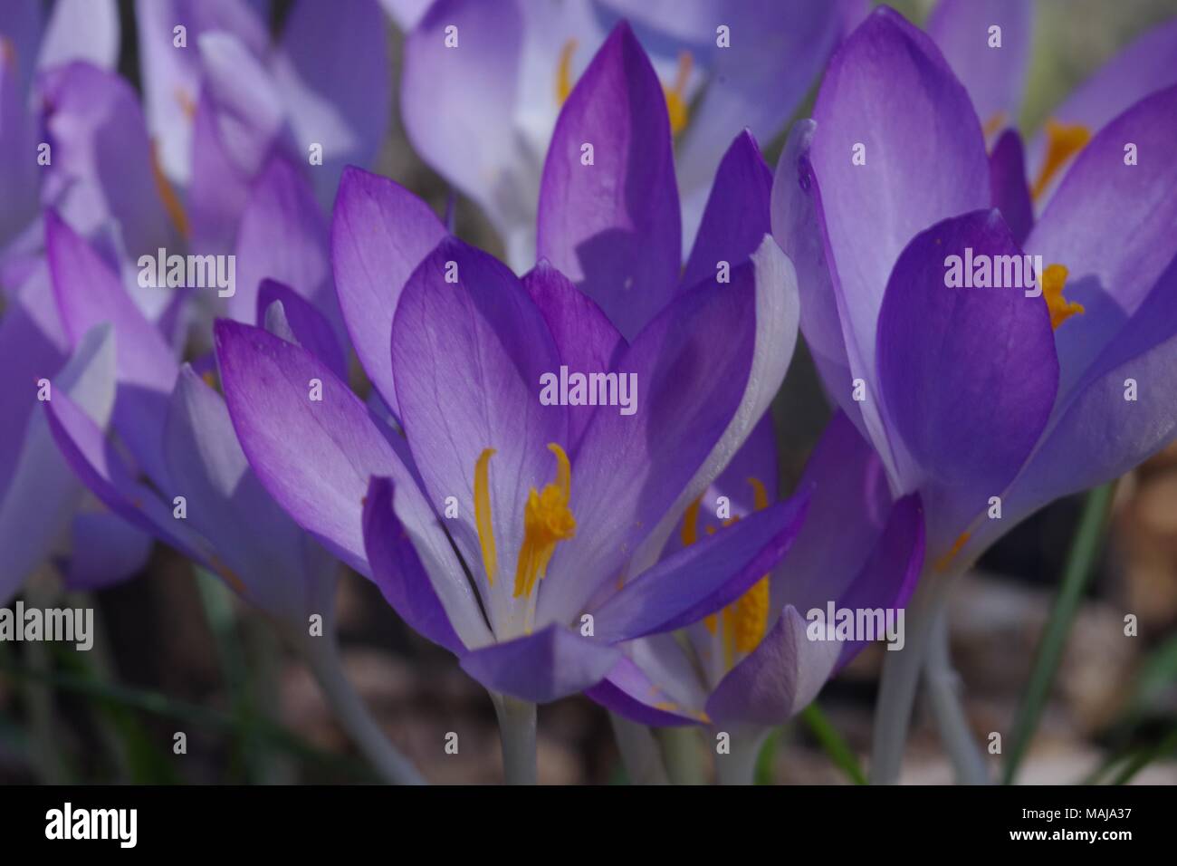 Spring Crocus Flowers Growing in Old Aberdeen, Scotland, UK. March
