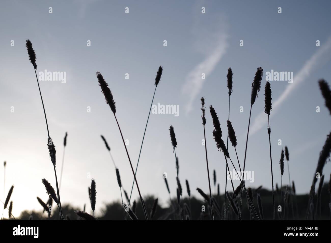 Greater Plantain (Plantago major) Stalks Silhouetted against the Pre Dawn Blue Sky. Ludwell Valley Park, Exeter, Devon, UK. Stock Photo