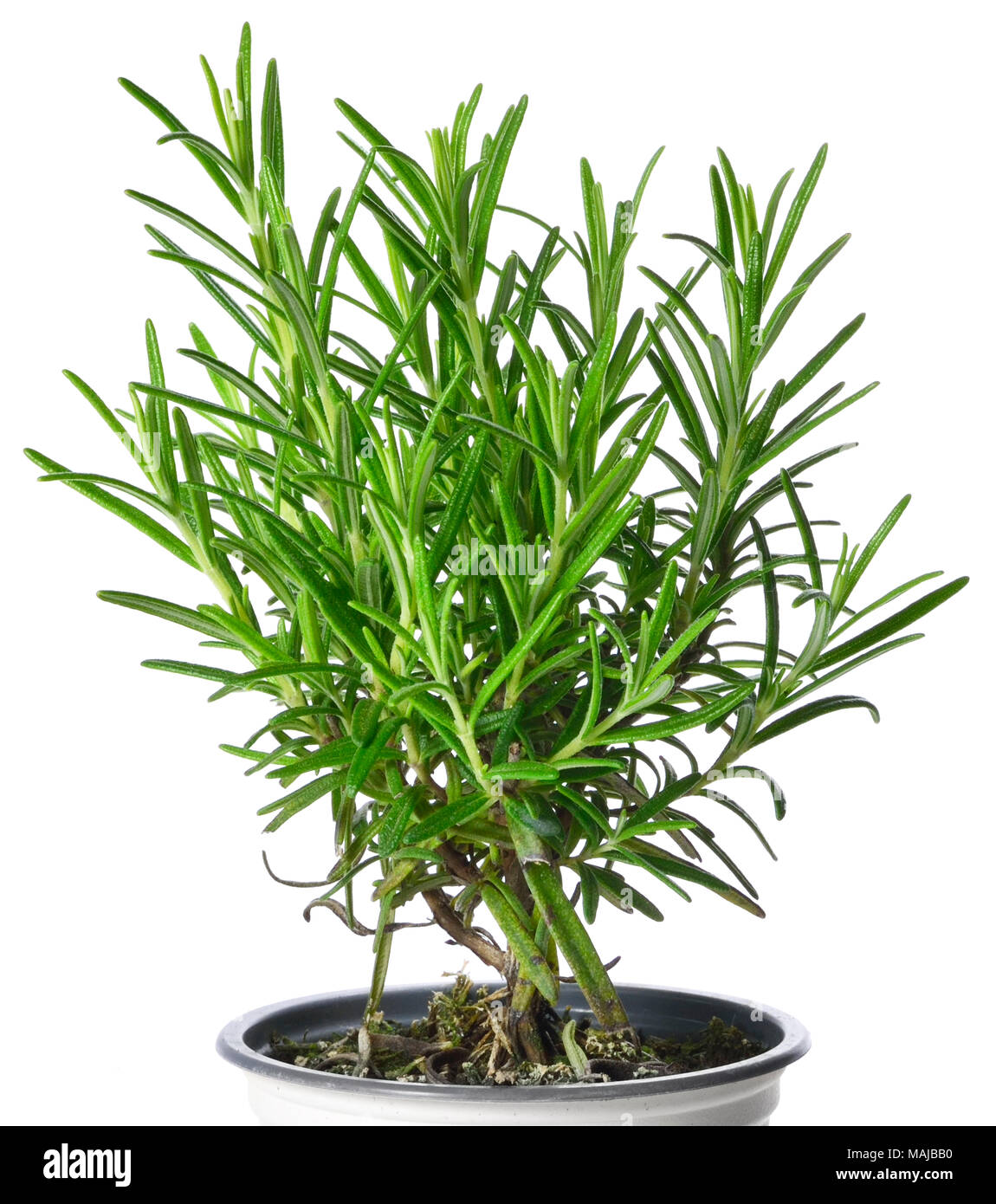 Fresh rosemary plant or bush in a plant pot, isolated herb on white background, cooking herb. Stock Photo